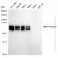 KD-Validated Anti-PICALM Rabbit Monoclonal Antibody